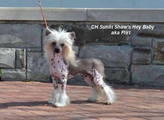 Sunlit Shaw's Hey Baby