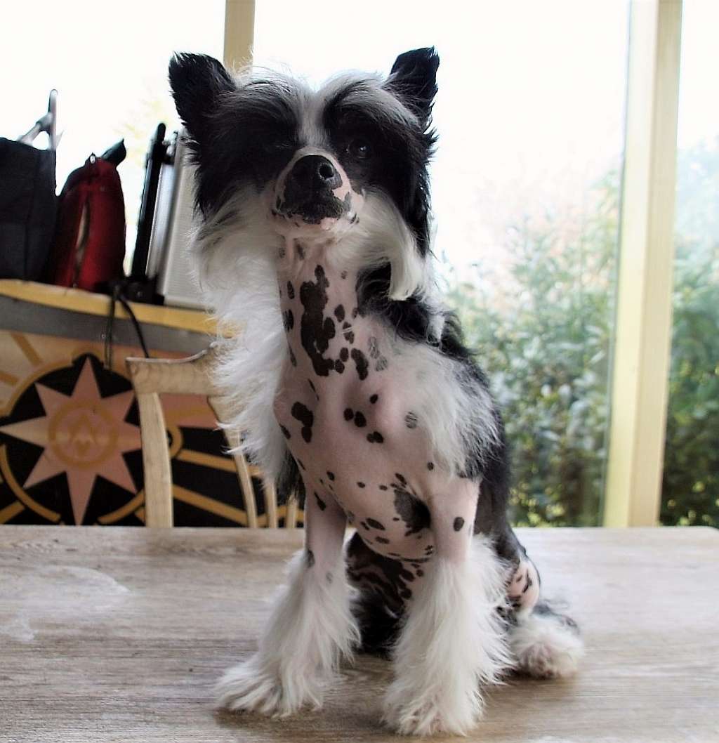 Habibi Habibti vom Eifeldiamant