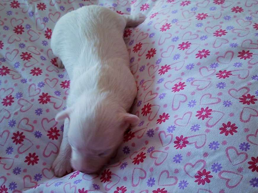 Henry vom Eifeldiamant