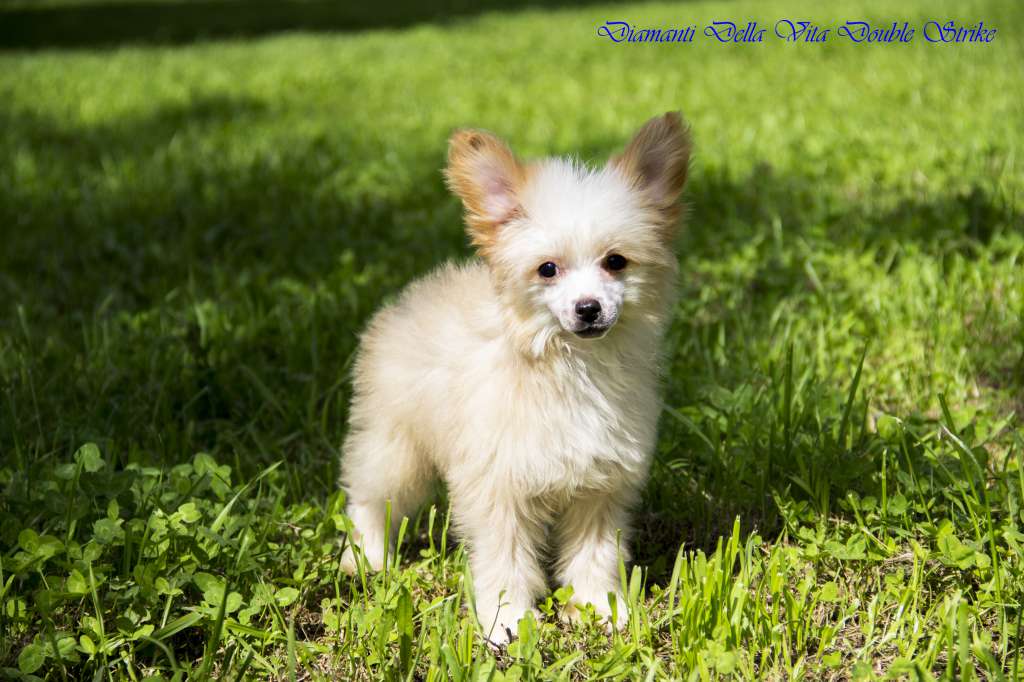 Diamanti Della Vita Double Strike