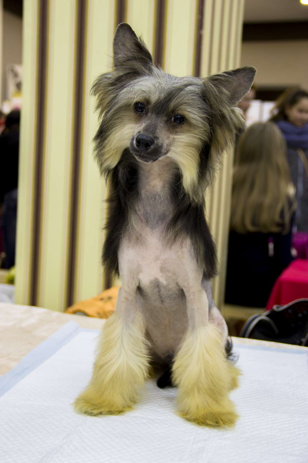 Diamanti Della Vita Dorian Black