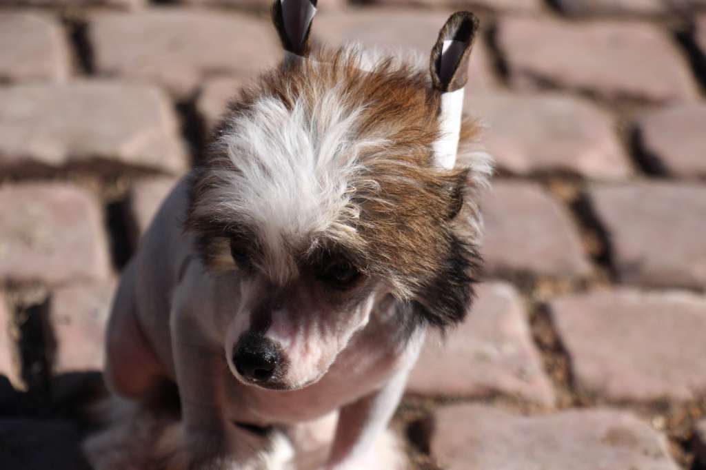 Bella Constanta Penelopa