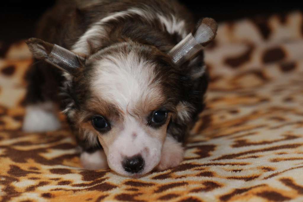 Bella Constanta Palitra