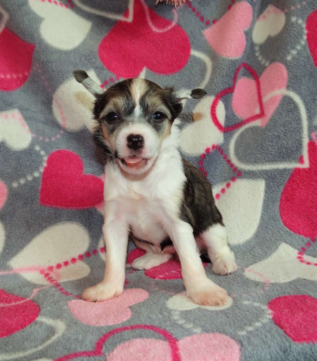 Pride of Poland Sasima FCI