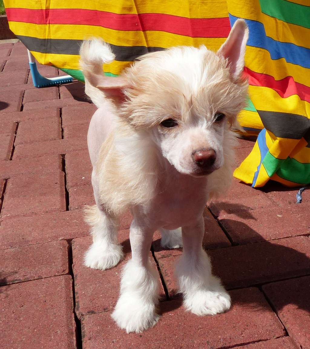 Farahni vom Apfelland