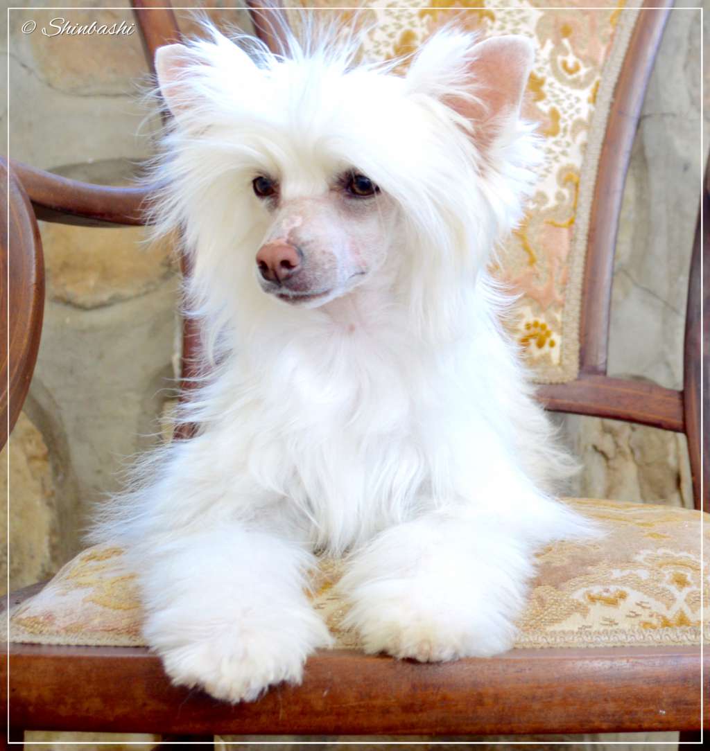 Gold Blondie von Shinbashi