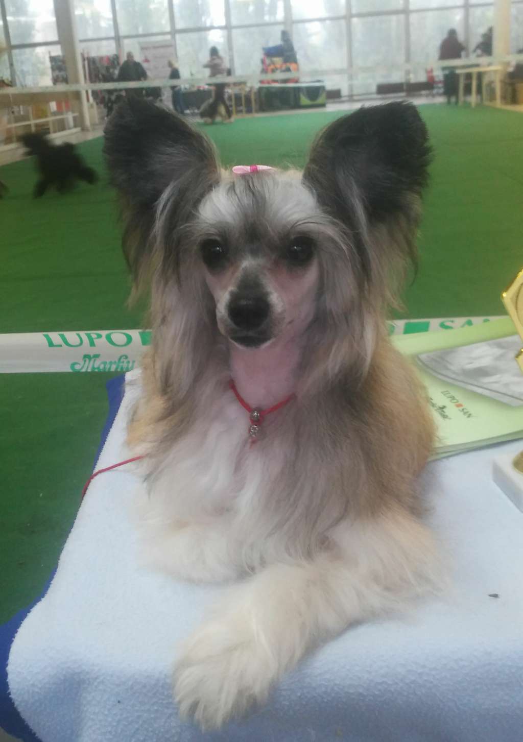 Magic of Success Korina