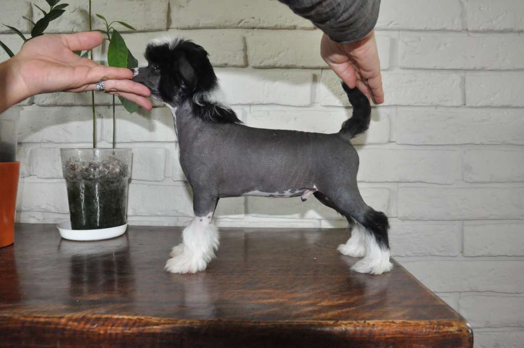 JULIAN Kolekcja Szuwarka