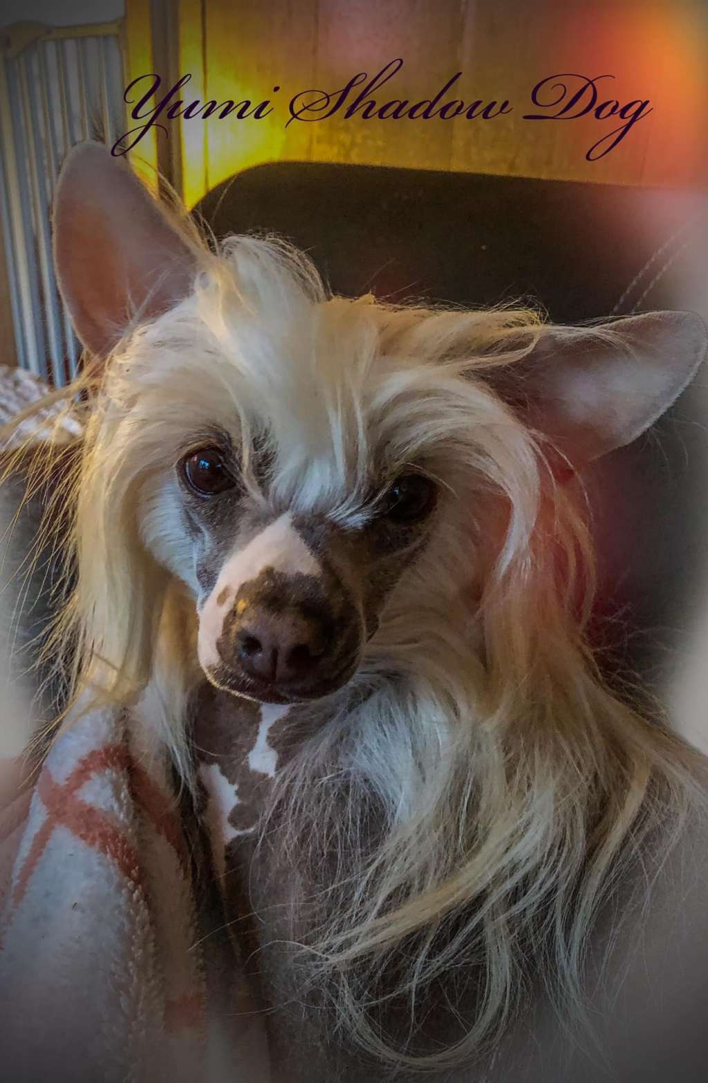 Yumi Shadow Dog
