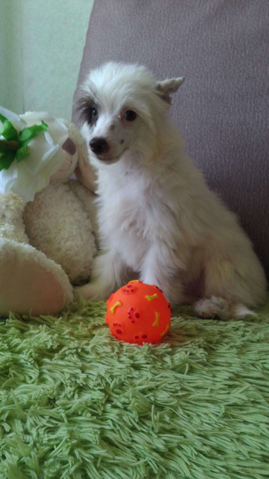 Kanis Ventus Francois Boucher