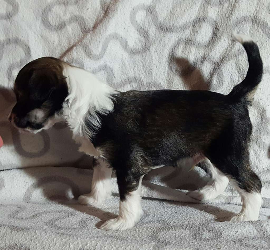 Andrakebyn's Cisco Ramon