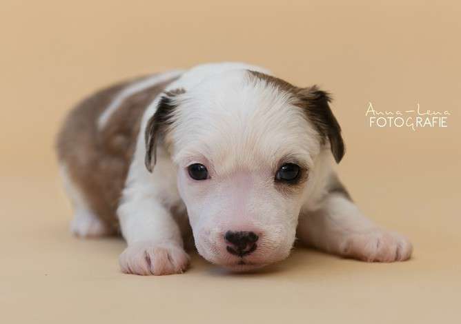 Little Rehma's Jolina