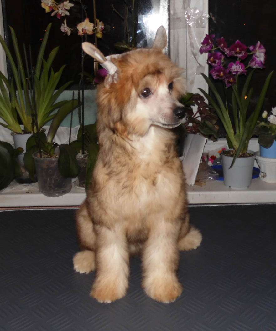 Caelestis Selectio Creme brulee