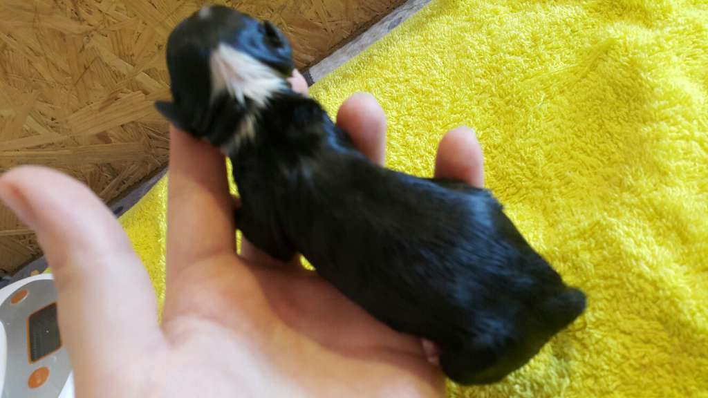 Fiery Fame Night Mare