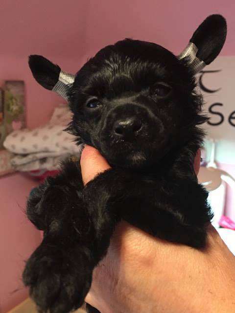 Camelot Sweet Moments