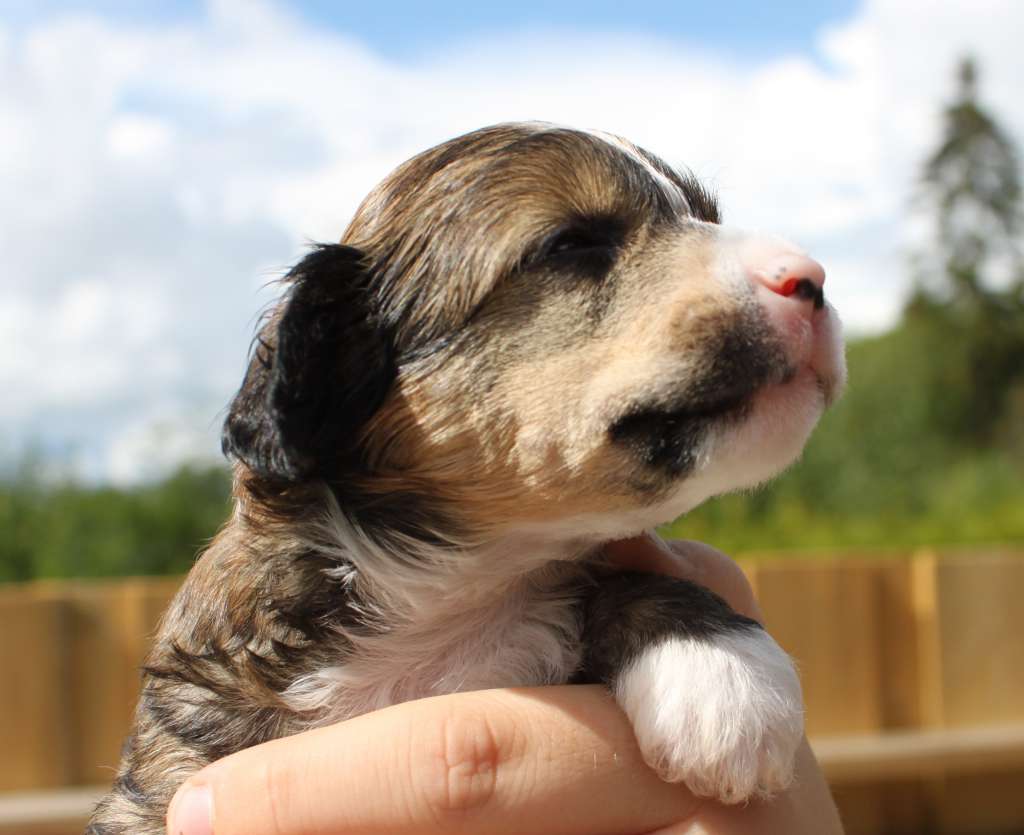 Genji Safir For Heimdall Fort