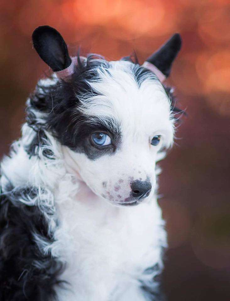 Energy Di Charming Look