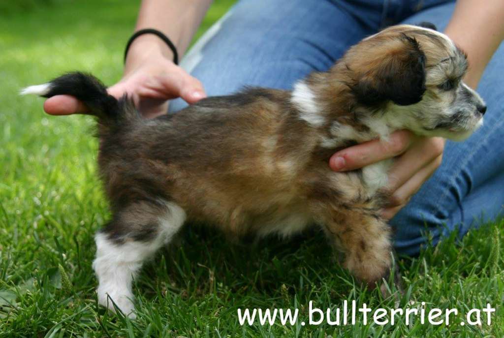 Laureola's Zazou Missy