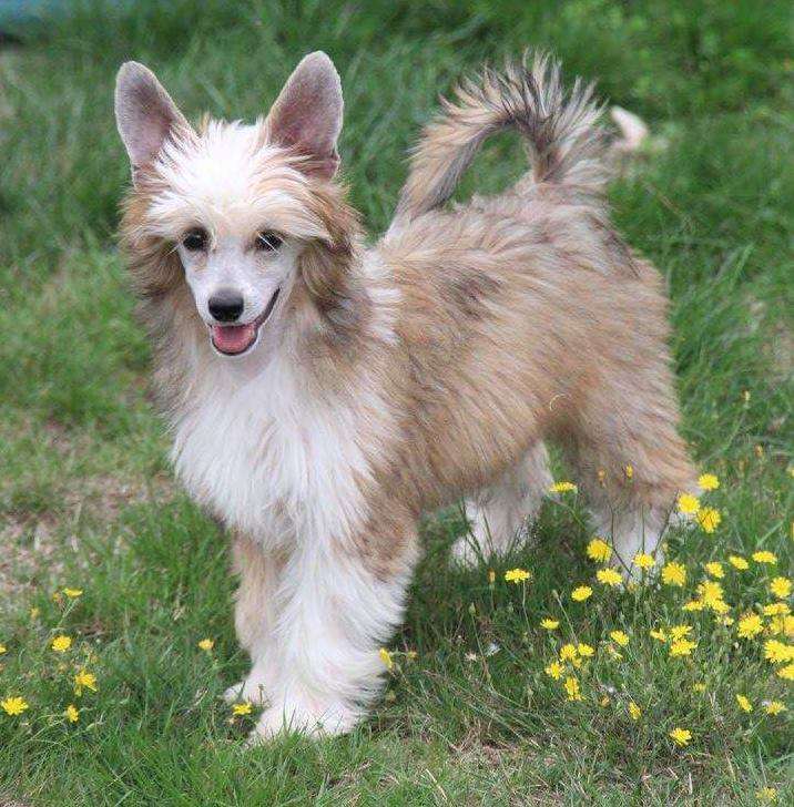 Quantum  Kameleondogs