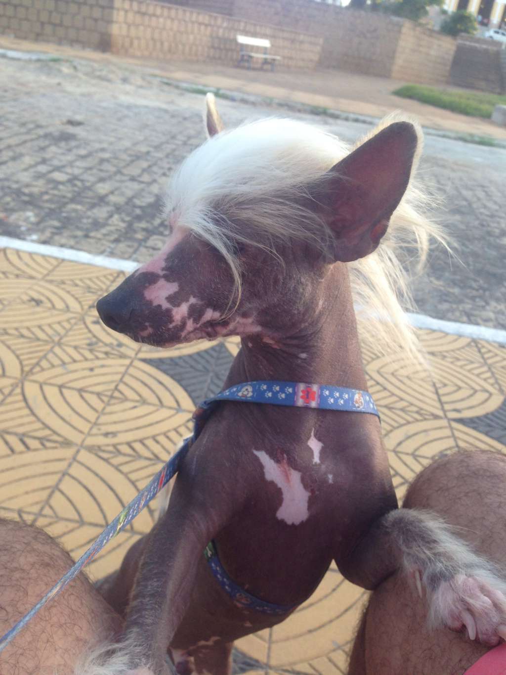 Tilburg's Tequila Louis Vuitton