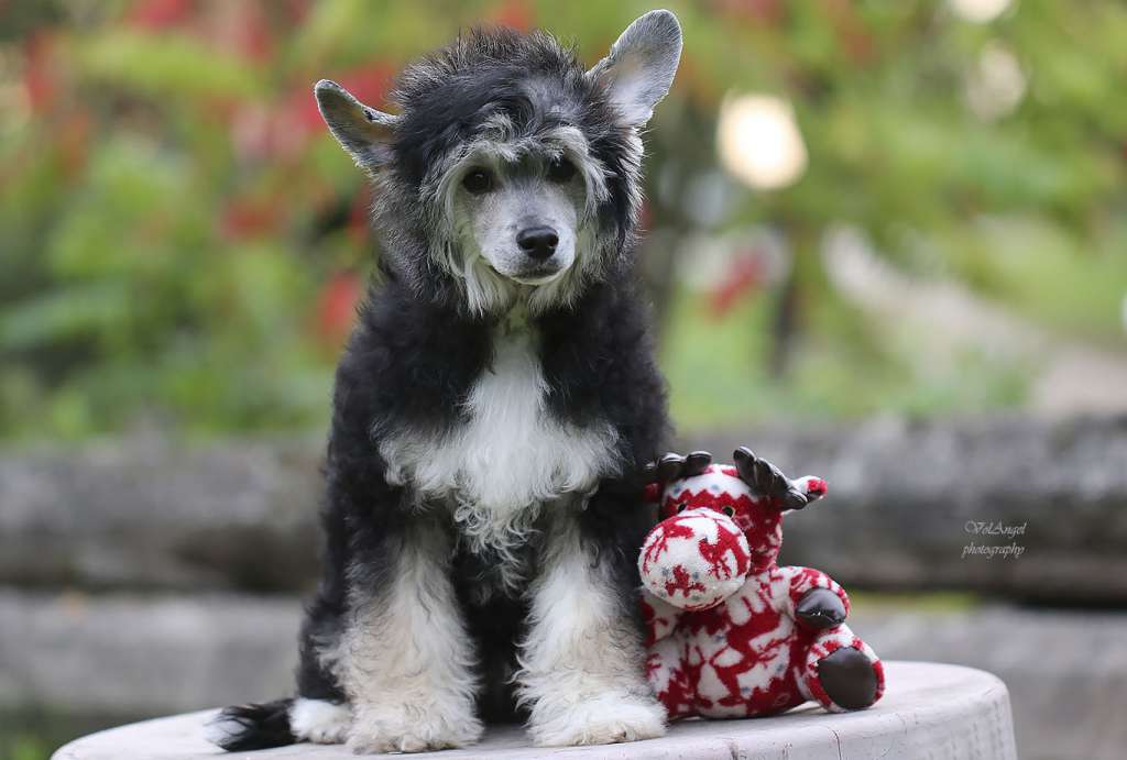 Volangel Charming President