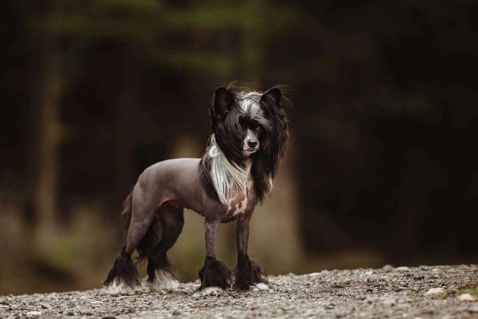 Energy Di Drive Me Crazy