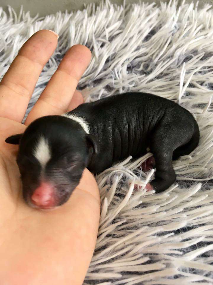 Energy Di Dark Queen