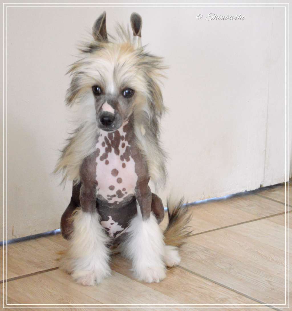 Heartbreaker von Shinbashi