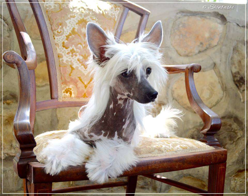 Hot 4U von Shinbashi