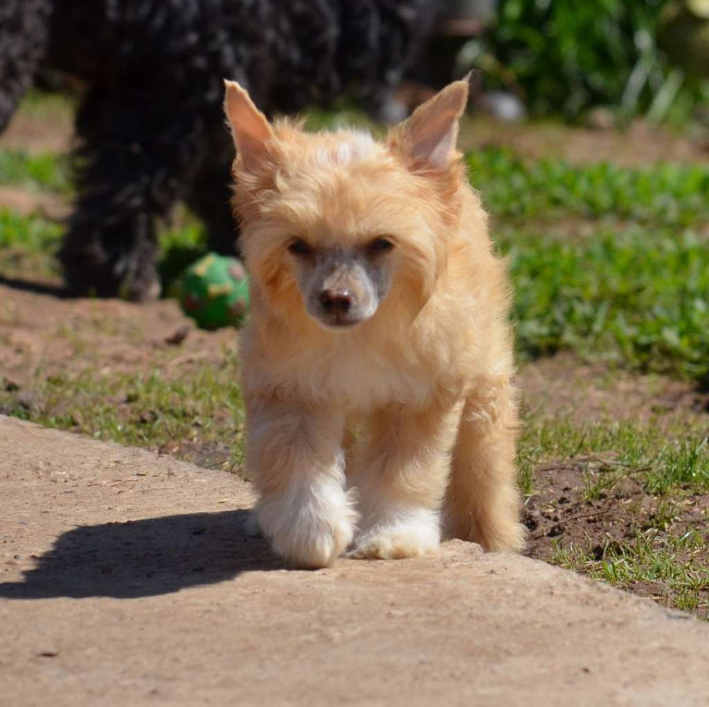 Ognenny Lotos Bridzh