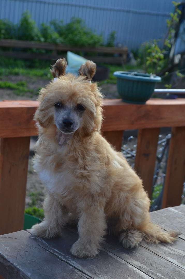 Ognenny Lotos Briana