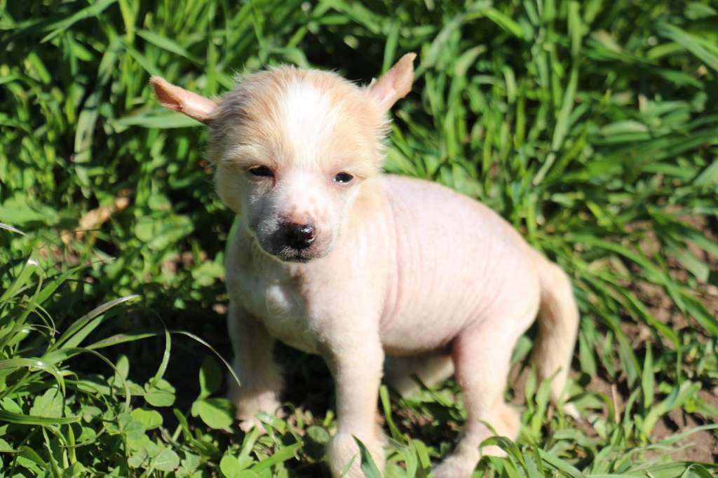 Bella Constanta Roxy Gold Butterfly