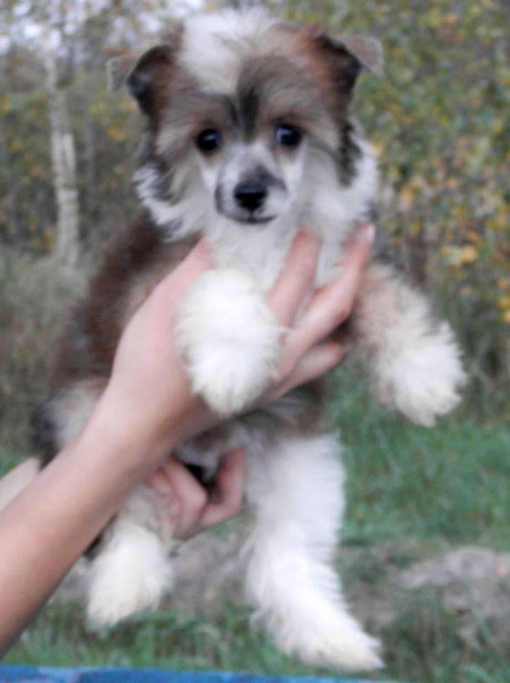 Angel O'chek Botticelli