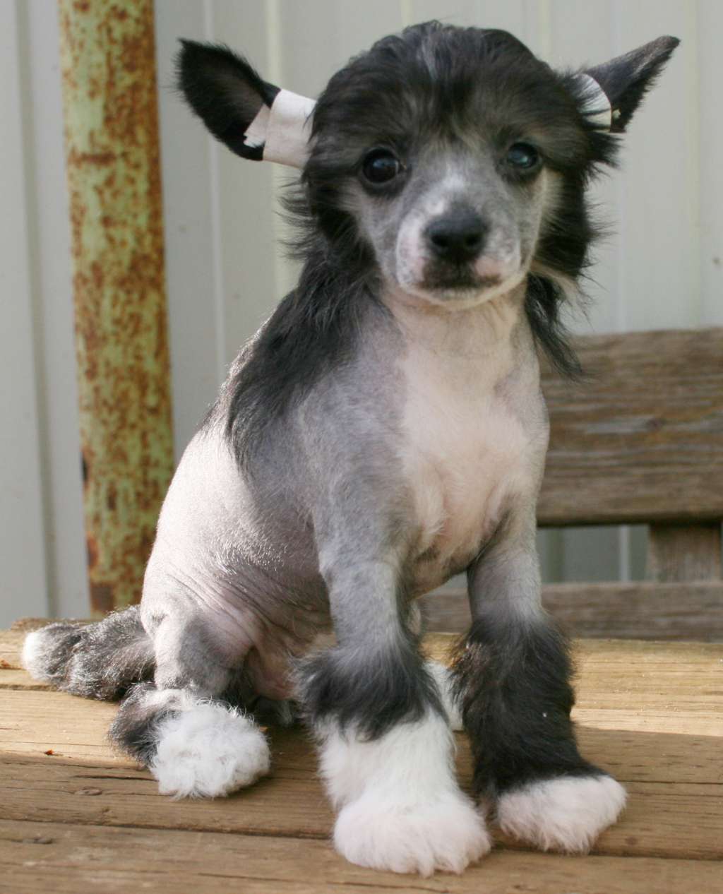 Angel O' Check Ol'ganna