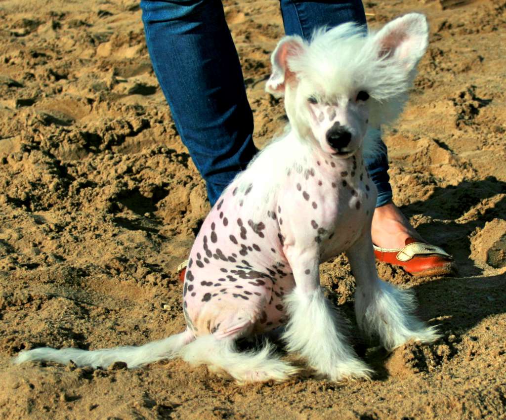 Angel O' Check Patriot