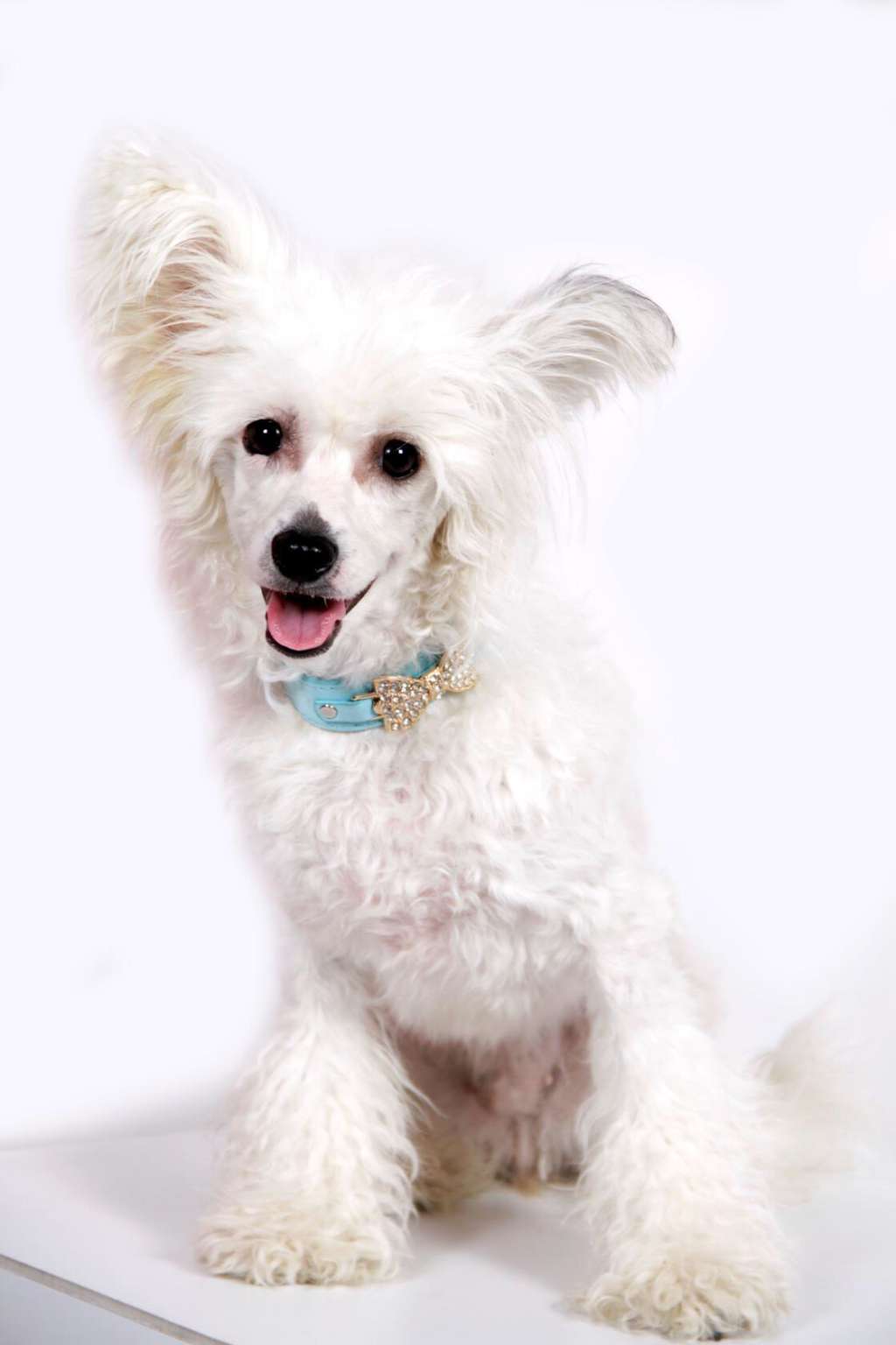 Angel O'chek Pal'mira