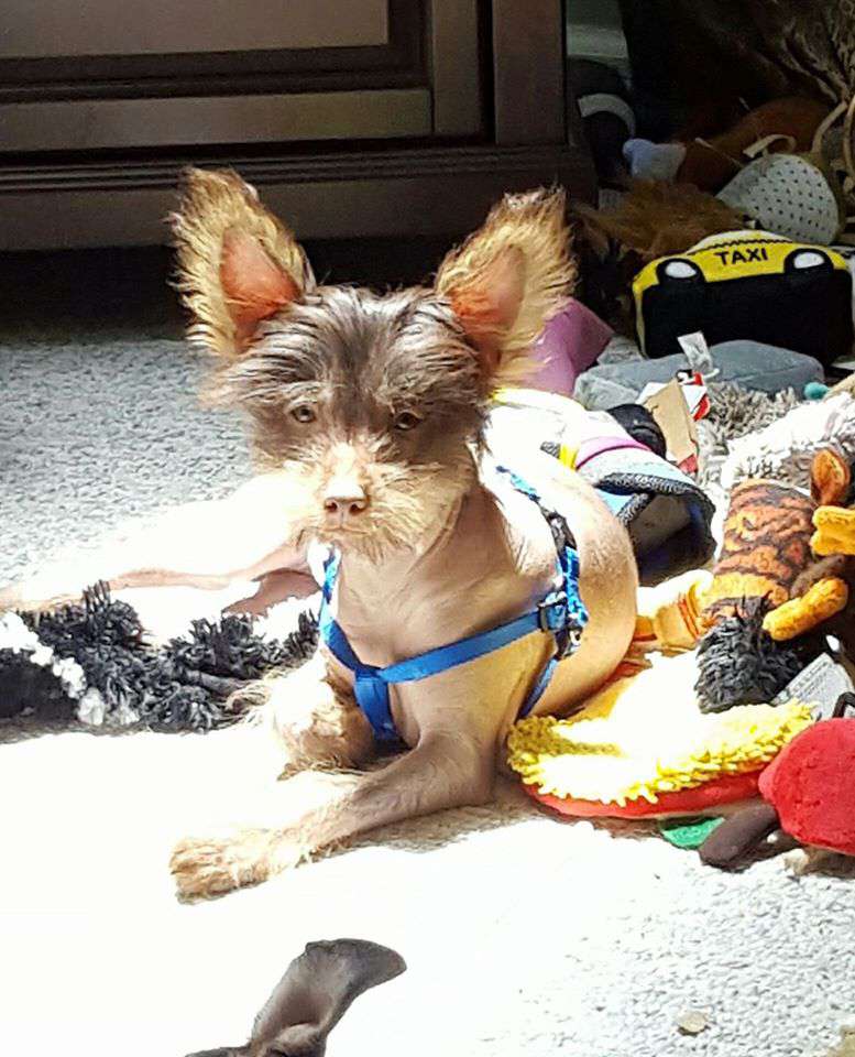 Raven's Son Of Soul Of Fire