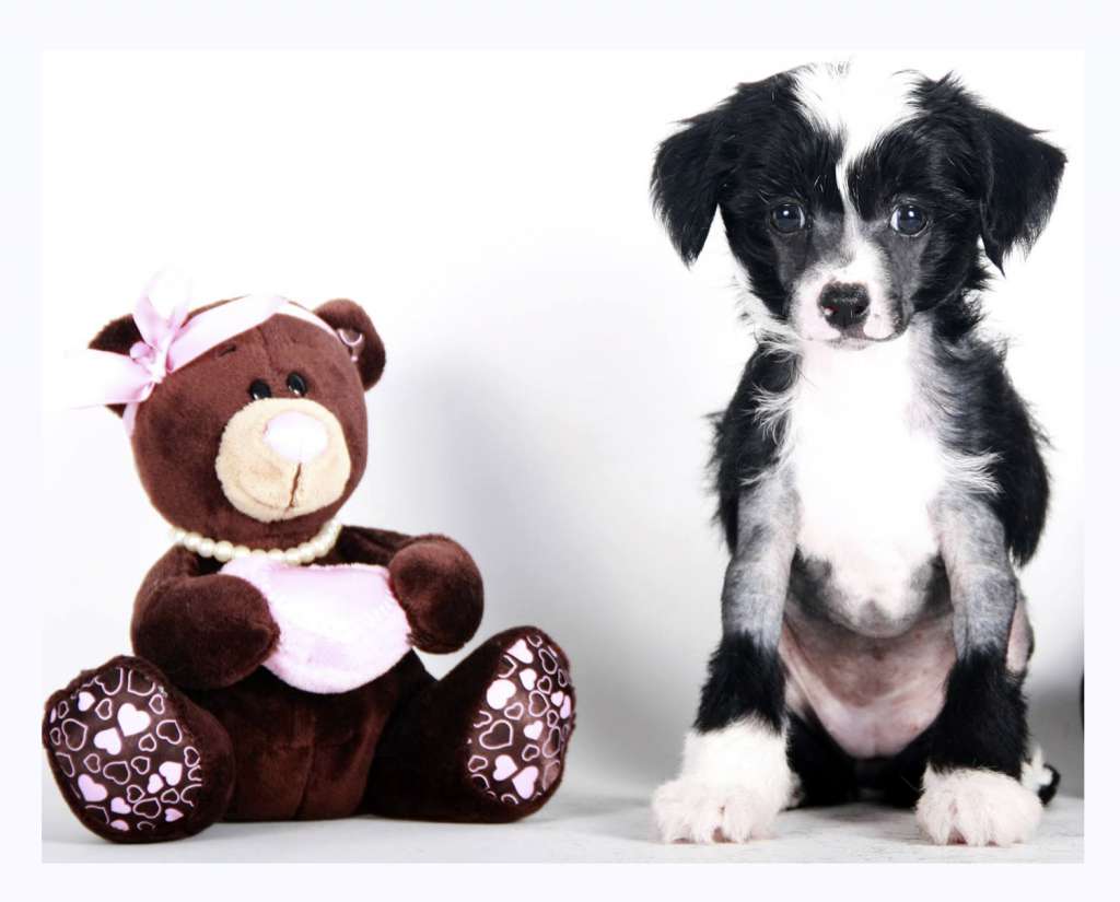 Luksorius Jamaica Gently Night