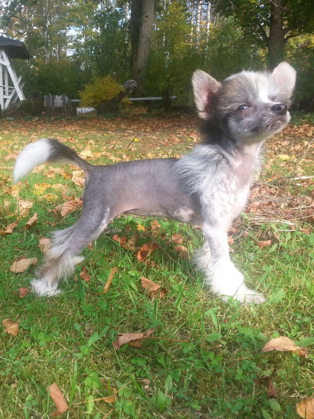 Pideraq's Kissin Kärpäslätkä