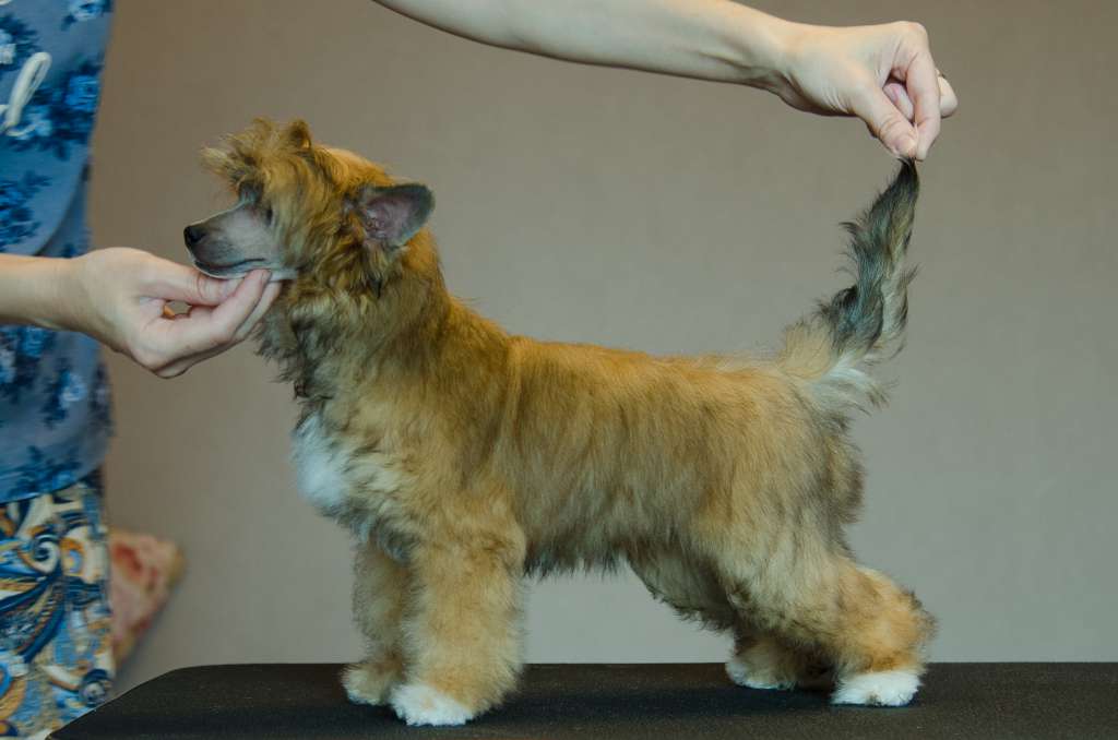 Anna Sky Kennel Shining Russian Gold