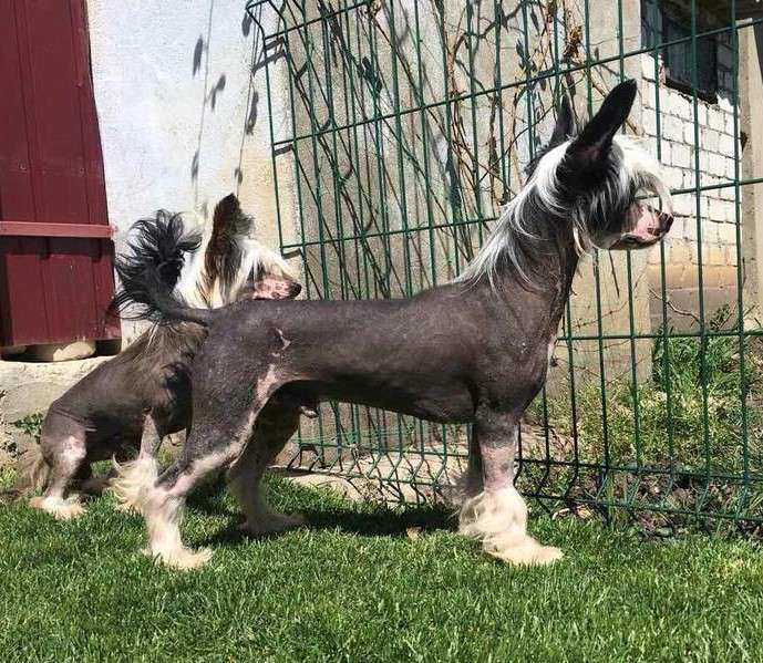 Dolce Dea Apriori Viktor