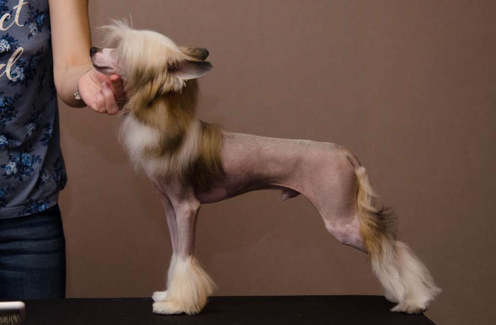 Anna Sky Kennel Show Them No Mercy