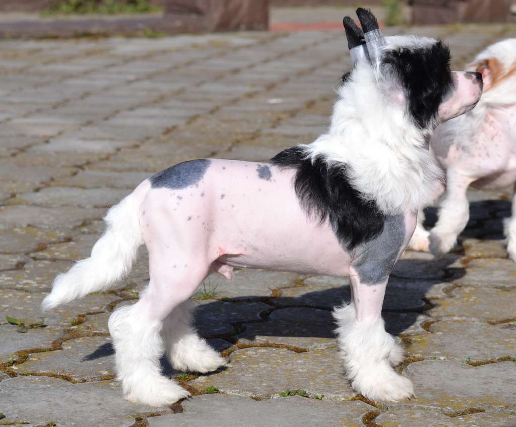 Planeta Angelov Dar Bogov