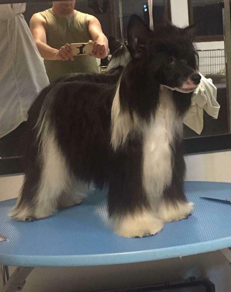 Ch pan. jCo Masterpiece Tina Pp