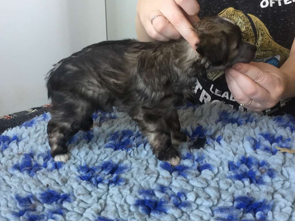 Starside Precious Princess