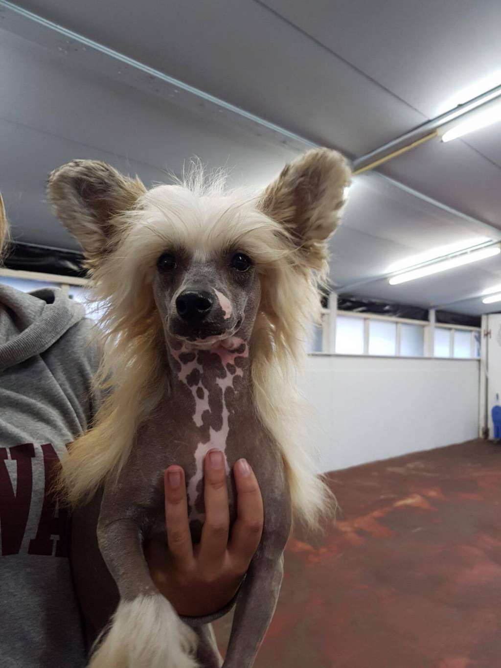 Happy Dancing Hysteric Impressive