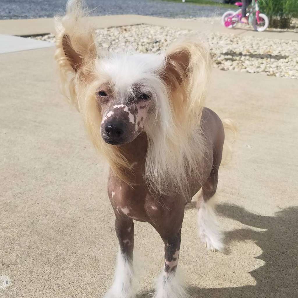 Meesah's All Kinds of Kinds