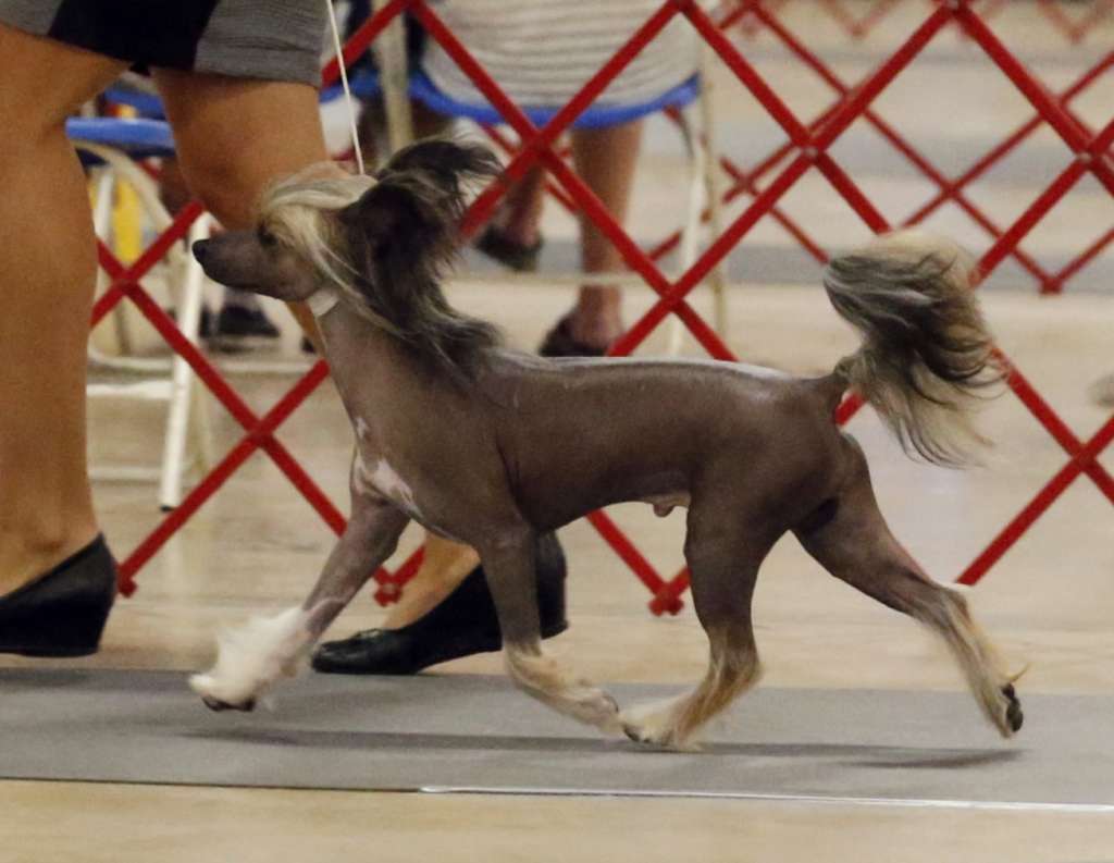 Gustowny Harry Pretensja