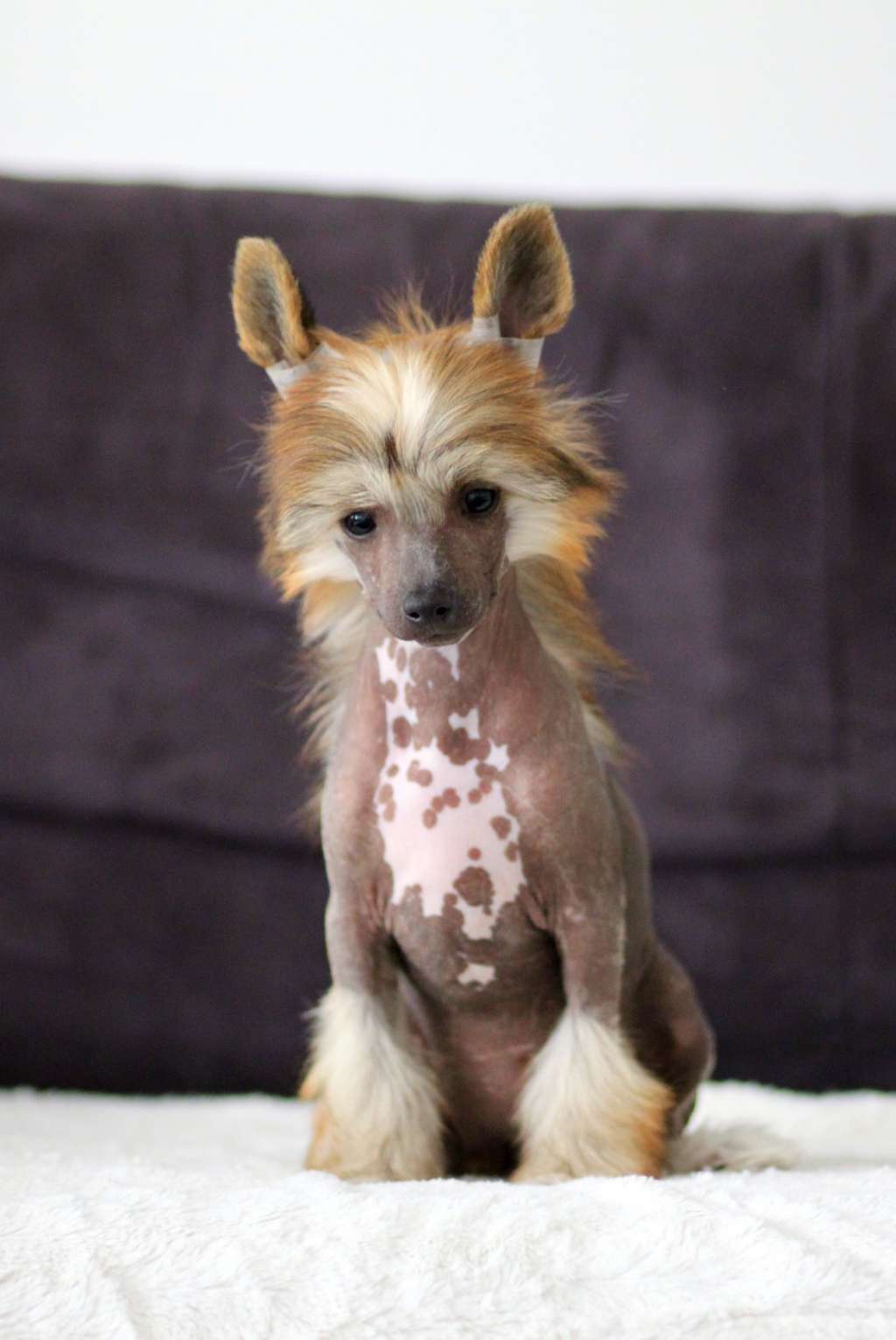 Fantastyczna I Juz Pretensja