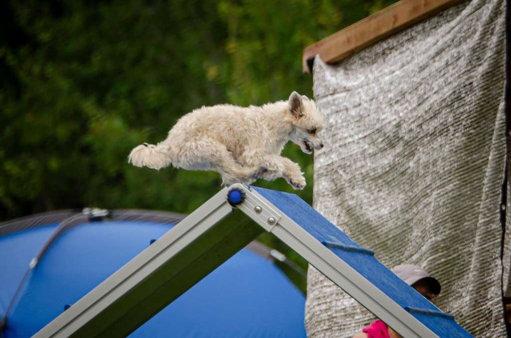 Sassytails Silk Lace Merry Widow